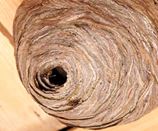 Wespennest zelf verwijderen Wespennest zelf verwijderen